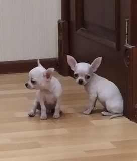 Кремовый чихуахуа