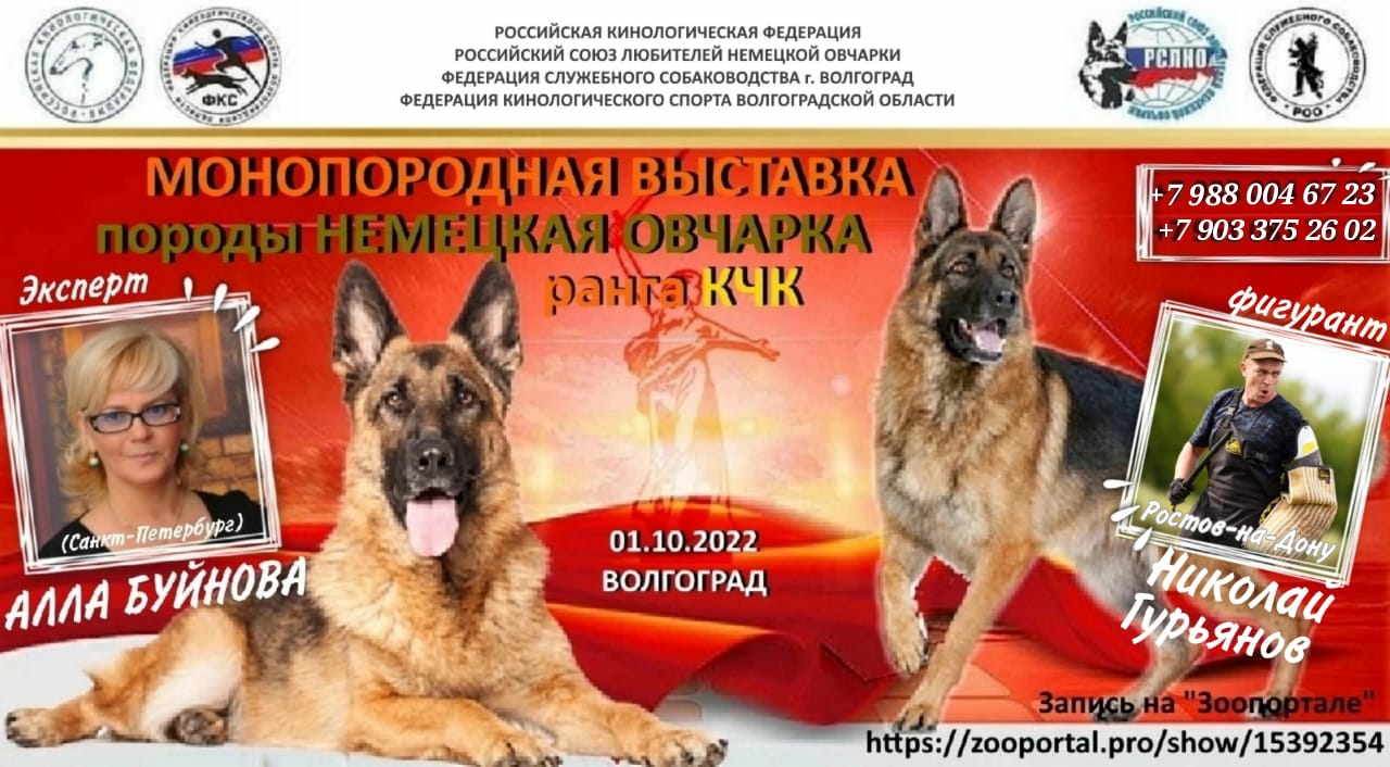 Календарь выставок немецкой овчарки на 2025г 30 августа 2020 Монопородная выставка немецкой овчарки ранга КЧК Воронежская Р